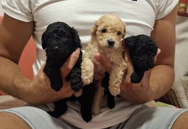 Psi: Pudle – štenad mini tipa Opis: - Preslatka legla pudli sa kovrdžavom — 4