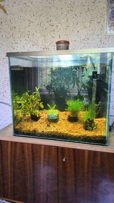 аквариум бишкек: Продается аквариум на 120 литров Целый, не протекает, в отличном