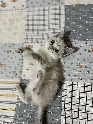 котёнок токмок: 1 месяц, Девочка, Белый, Приучена к лотку — 5