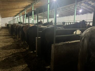 Лошади, кони: Продаю | Жеребенок, Кобыла (самка), Конь (самец) — 11