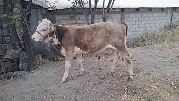 мал алам: Продаю | Бык (самец) — 6