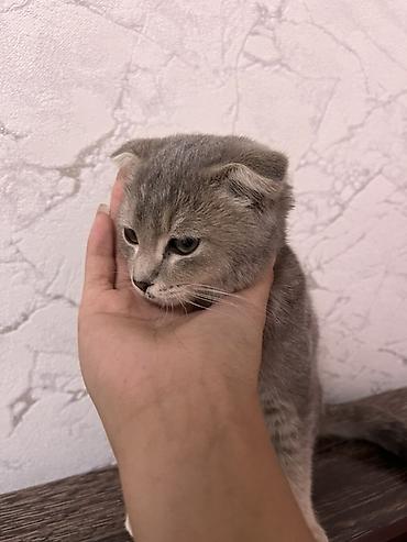 бархатные котята: Шотландский вислоухий котёнок (Scottish Fold) - Окрас: серо-бежевый — 2