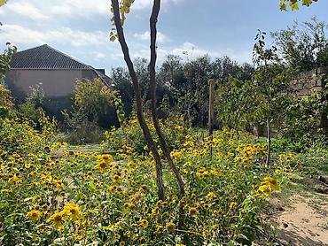 Bağ evlərinin satışı: SAHIBINDEN 🏡 ALBALILIQDA MÖHTƏŞƏM BAĞ EVİ – HƏM YAŞAYIŞ, HƏM DƏ — 11