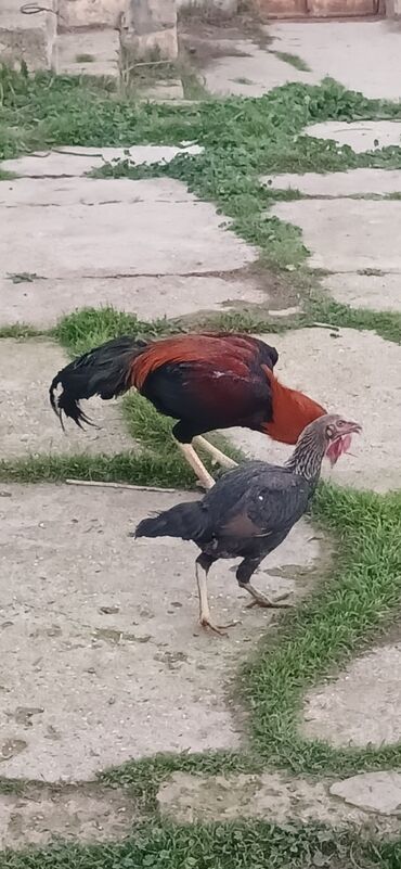 Toyuqlar: Toyuq, Damazlıq, Ödənişli çatdırılma — 15