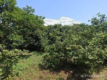 Bağ evlərinin satışı: Nabranda çox qözel menzerede hem denize yaxın hemde meşenin kenarında — 5