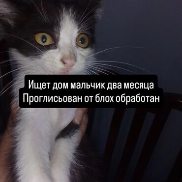 собака в добрые руки: Erkək, Yaxşı əllərə, Pulsuz çatdırılma