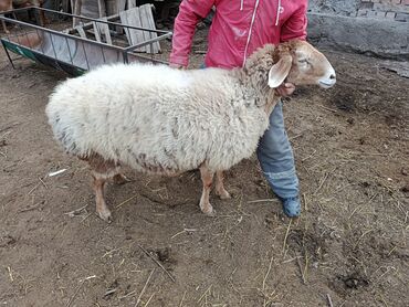 Баран, овца: Продаю | Овца (самка) | Арашан | Для разведения | Котные — 14
