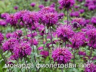 Другие виды семян и саженцев: Все растения что на фото, есть в наличии — 1