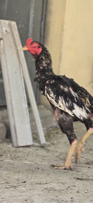 sadlar: Toyuq, Damazlıq