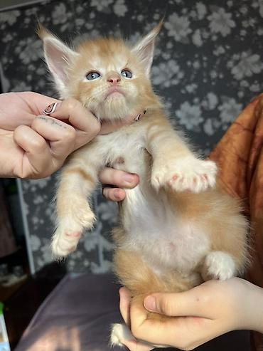 Продажа кошек: ✨ Эксклюзивные полидактильные мейн-куны ✨ Предлагаются к продаже — 9