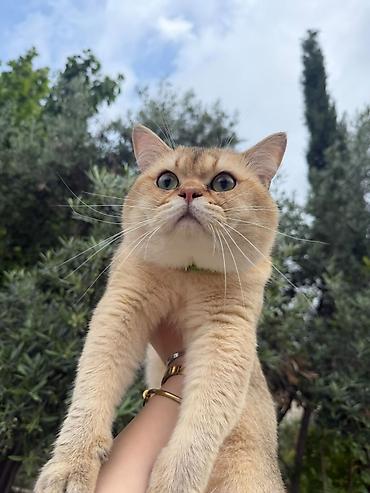 qəhvəyi pişik: Ekzot, Yaxşı əllərə — 9