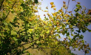 Torpaq sahələrinin satışı: 74 sot, Kənd təsərrüfatı, Mülkiyyətçi, Kupça (Çıxarış) — 6