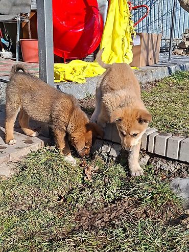 Отдам даром собаку: Собака даром: Дворняжка, 3 месяца, Самец at lalafo.kg — 5 Отдам даром собаку: Собака даром: Дворняжка, 3 месяца, Самец — 5