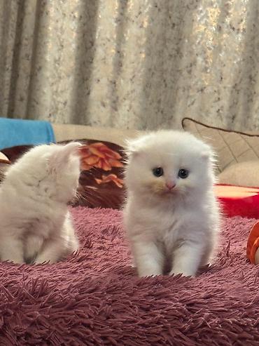 Pişiklər: Şotland yastı qulaq, Erkək, Dişi, Yaxşı əllərə, Rayonlara çatdırılma, Pulsuz çatdırılma, Ünvandan götürmə — 10