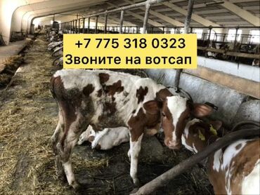 Коровы, быки: Продаю | Корова (самка), Бык (самец), Тёлка | Полукровка, Ангус, Герефорд | На откорм, На забой, Для разведения | Племенные, Осеменитель, Стельные