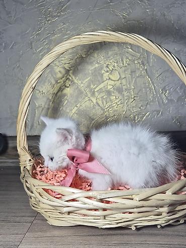 бирманская котята: Бирманская, 1 месяц, Мальчик, Белый, Проглистована — 2