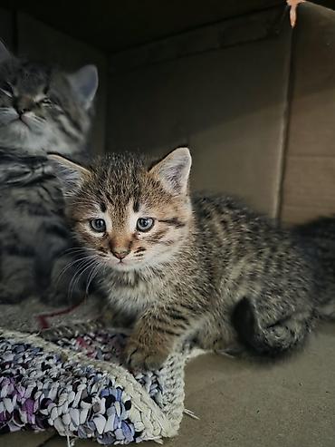 дойки ком: Кошка даром: Беспородная, 1 месяц, Девочка — 4