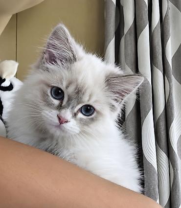 кошка джалал абад: Потеряли котенка на улице комсомольская стомотология — 1