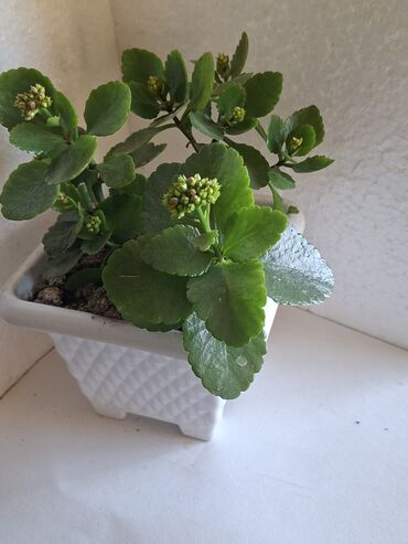 Otaq bitkiləri: Kalanxoe gülü. Satış — 4