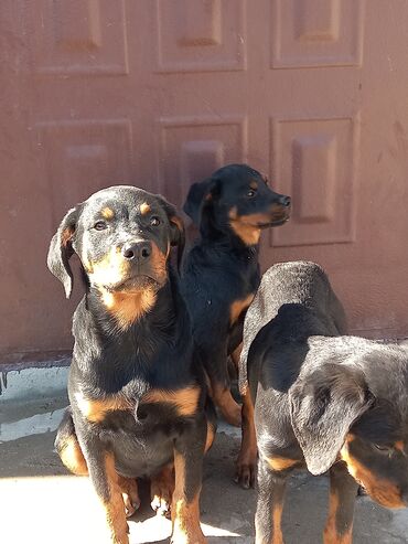 возьму собаку в хорошие руки: Ротвейлер, 3 месяца, Самка, С прививками, Самовывоз at lalafo.az возьму собаку в хорошие руки: Ротвейлер, 3 месяца, Самка, С прививками, Самовывоз