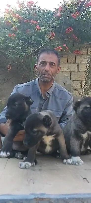kangal satilik: Kanqal, 2 ay, Erkək, Peyvəndli, Rayonlara çatdırılma, Ünvandan götürmə, Ödənişli çatdırılma — 5
