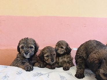 yorga at satilir: Pudel, 1 ay, Peyvəndli, Ünvandan götürmə, Ödənişli çatdırılma — 4