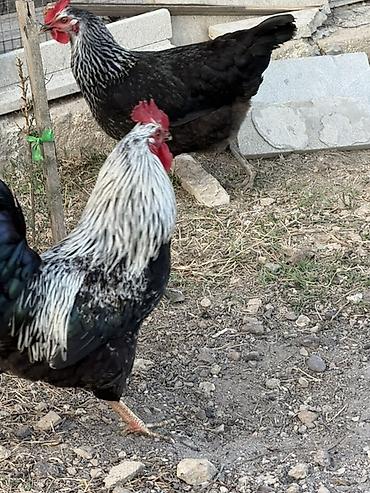 hind quslari: Məhsul: Qara-lələklı, gümüşi yaxalı toyuq cinsi xoruz Xüsusiyyətlər — 5