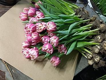 Цветы и букеты: Тюльпаны от производителя - Выгонка тюльпанов в собственных теплицах at lalafo.kg — 9 Цветы и букеты: Тюльпаны от производителя - Выгонка тюльпанов в собственных теплицах — 9