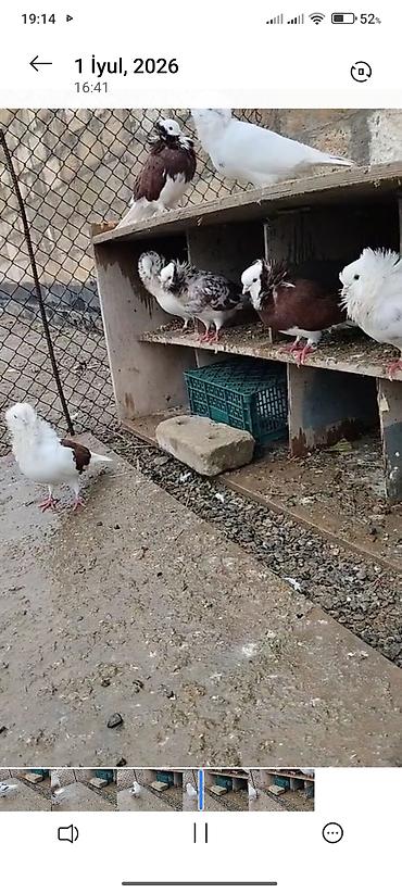 broyler yemi qiymeti: Yakabin 4edet qalib 2si cutu 2 si yix hele ki super quşdardi — 1