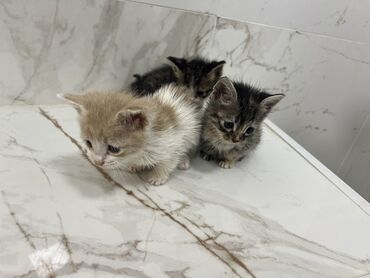 ağ pişiy: Türk anqora, Erkək