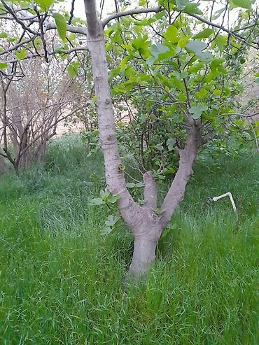 Torpaq sahələrinin satışı: 8 sot, Kənd təsərrüfatı, Kupça (Çıxarış) — 12
