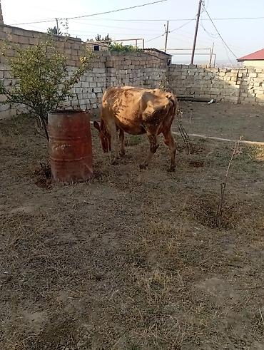 quzu qiyməti: Dişi, il: 6, 260 kq, Damazlıq, Südlük — 2