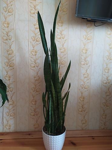 ev güləri: Sansevieria (Qaynanadili) otaq bitkisi - Növ: Sansevieria trifasciata — 2