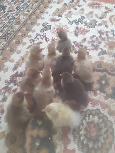 cucə satisi 2021: Salam .10 dene ordek balasi biri 2 manat . boyuk erkek diri ceki 5 kg — 5