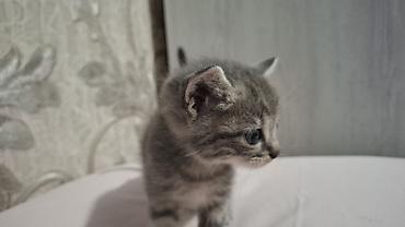 Pişiklər: Britain Şotland Bala Pişikler Satılır! 5 denedir 1ay 10gunluy — 12