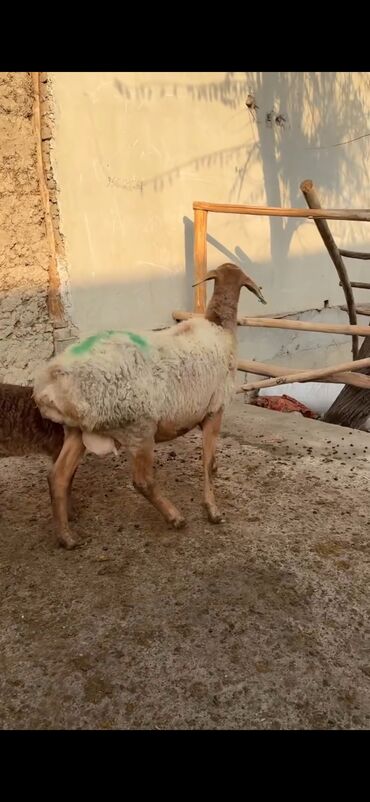 Qoyunlar, qoçlar: Qoyun ana bala ilə - Növ: Yerli cins quzu ilə ana qoyun - Ana -da lalafo.az — 7 Qoyunlar, qoçlar: Qoyun ana bala ilə - Növ: Yerli cins quzu ilə ana qoyun - Ana — 7