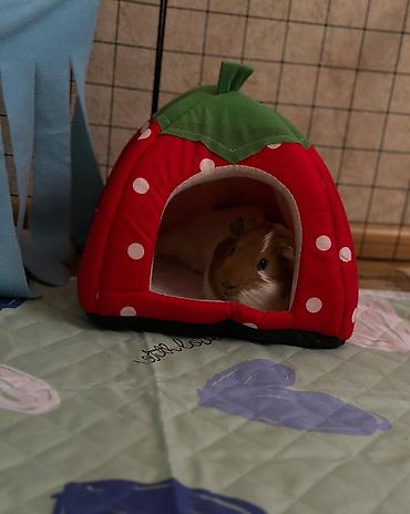 sahiblənmə: 🐹 Erkək dəniz donuzumu sahibləndirmək istəyirəm. 🤎 Yaşı: 1 yaş 7 — 3