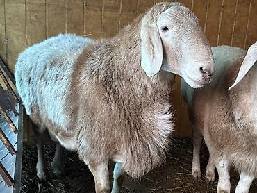 Баран, овца: Продаю | Баран (самец) | Арашан | Для разведения | Племенные, Осеменитель — 9