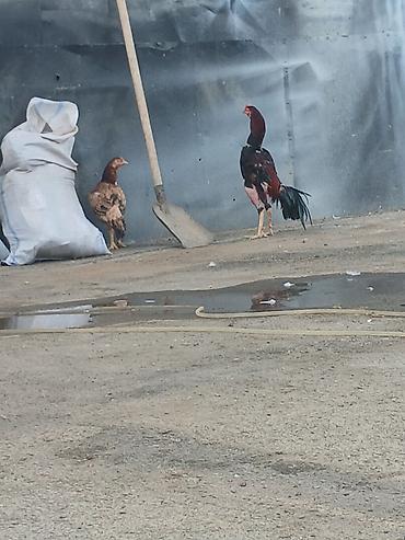 cuce ve xoruz: Malakan (Aseel tipli) xoruz – uzunboy, möhkəm skeletli, güclü ayaqlı — 1