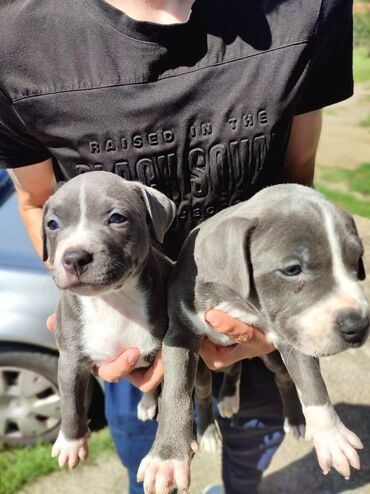 İtlər: Pitbul, 1 ay, Erkek, Peyvəndli