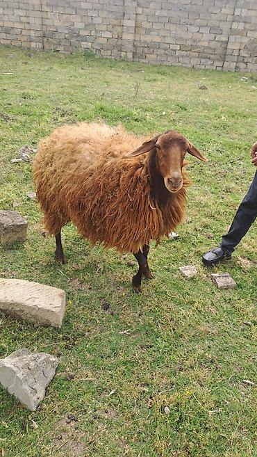 Другие животные: 2 qarın doğub. Keçən il yanvar ayında axrıncı doğub. Qoça gəlir — 4