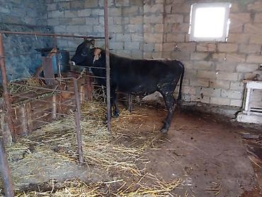 etlik cuceler: 7 aylıq erkək dana satıram 90 nan kox əti var sağlam yiyimgil maldı — 3