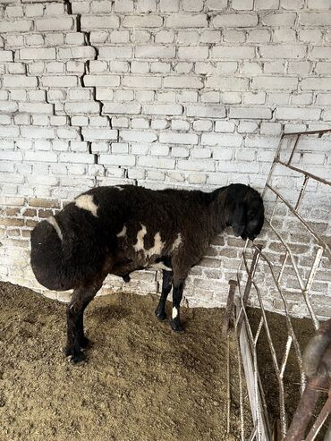 Другие животные: Продаю кочкора,1,5 года