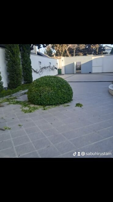 Bağbanlar: Bağ işləri ağac və kolların budanması,şəkilləndirməsi dərmanlara qazon -da lalafo.az — 24 Bağbanlar: Bağ işləri ağac və kolların budanması,şəkilləndirməsi dərmanlara qazon — 24