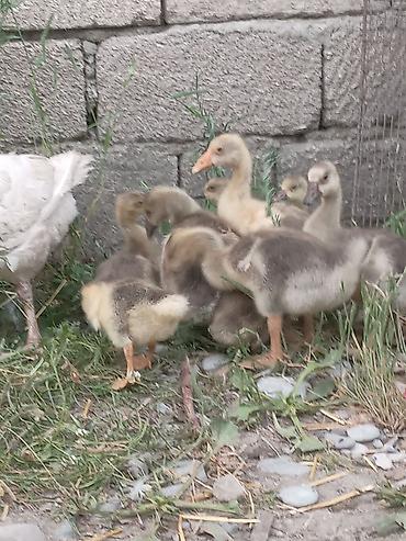 tap az goyercin satisi: Satilir boyukler 13 manat balacaları 10 manata — 2
