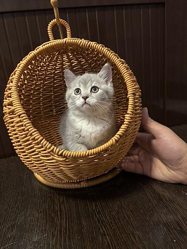 собаки питбули: Скотиш Страйт (Шотландская прямоухая), 2 месяца, Девочка — 8