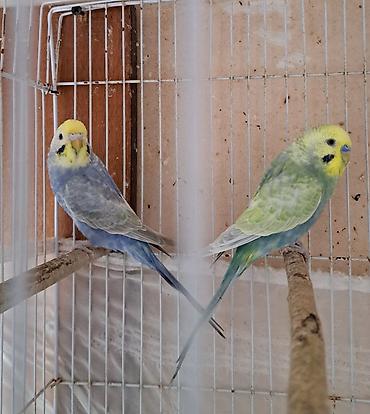 4 aylığ cavan rainbowlar . Qəfəssiz verilir cütü 50 m. ünvan Əhmədli