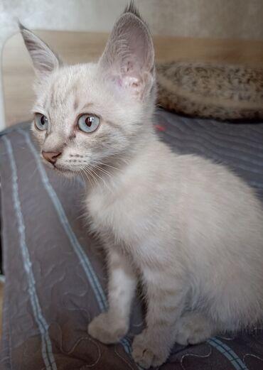 домик туалет для кошек: Кошка даром: Сиамская, 2 месяца, Девочка, Приучена к лотку, Проглистована