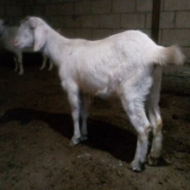 Козы, козлы: Продаю | Коза (самка) | Для разведения | Племенные — 5