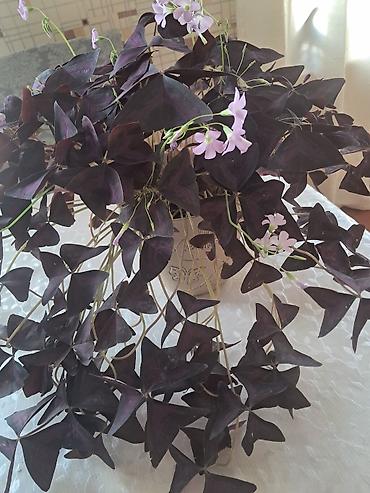 sakura agaci satisi: Ev dibçəyi 25 — 5